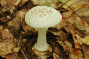 Amanita citrina