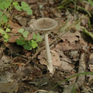 Amanita vaginata