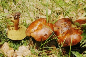 Xerocomus badius