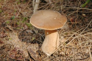 Boletus aereus