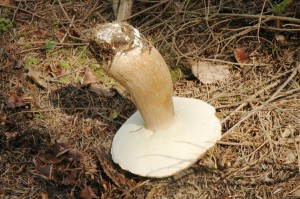 Boletus aereus vue de dessous