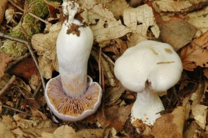 Cortinarius caerulescens