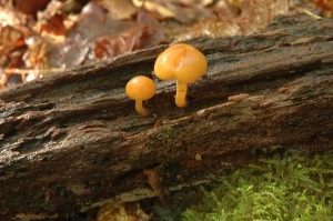 Leotia lubrica