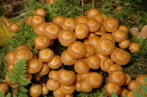 Kuehneromyces mutabilis