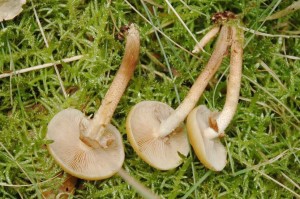 kuehneromyces mutabilis