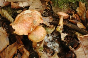 Cortinarius bolaris