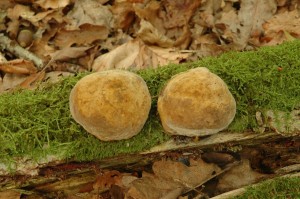 Phellinus hartigii