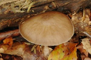 Pluteus cervinus