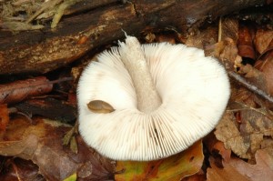 Pluteus cervinus lames