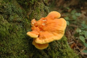 Laetiporus sulphureus