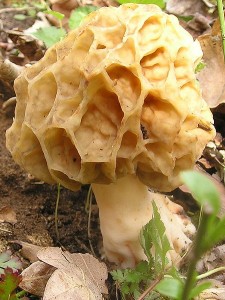 Morchella rotunda